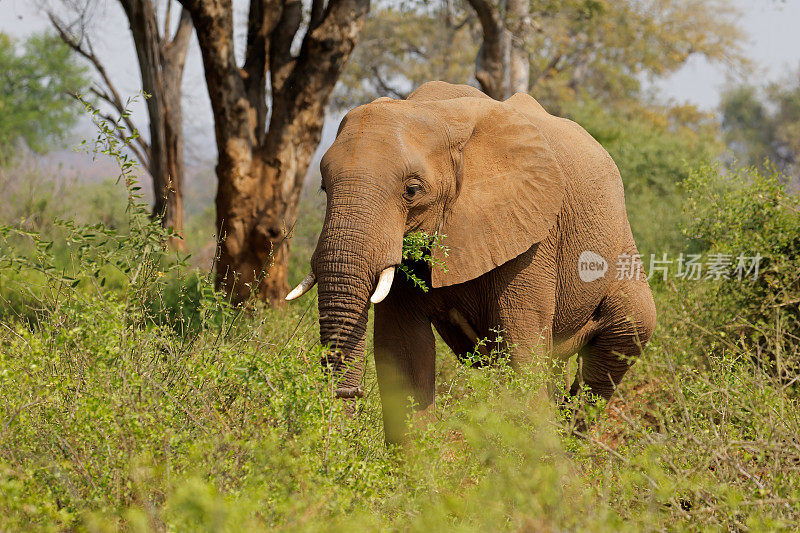 大型非洲象(Loxodonta africana)喂养公牛，克鲁格国家公园，南非